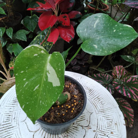 Monstera Thai Constellation: The Ultimate Care Guide for This Stunning Starry Wonder