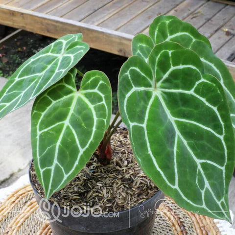 Anthurium Crystalinum Care: Your Ultimate Guide to a Lush Velvet Cardboard Plant