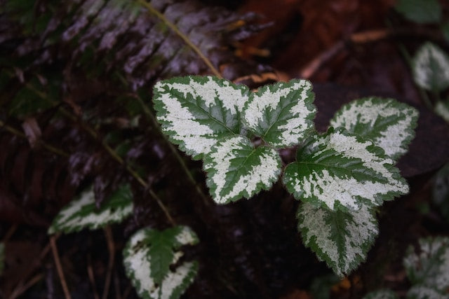 Variegated Plants: A Comprehensive Guide to Nature's Artistic Creations