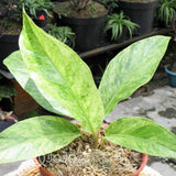 anthurium hookery varieated