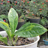 anthurium jemanii variegated (3)