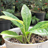 anthurium jemanii variegated (4)